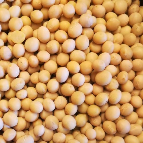 Buy Organic Soybeans for Natto 1 kg fermentationculture.eu
